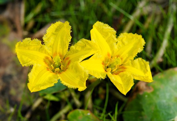 Nymphoides jaune